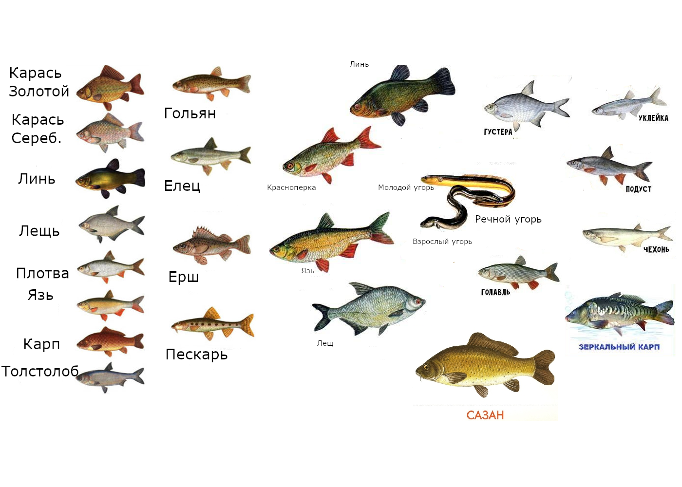 Речные и озерные рыбы фото и названия